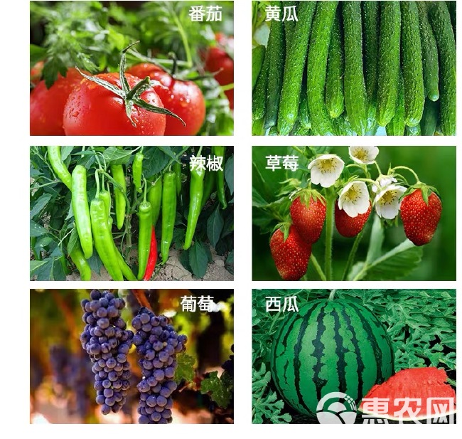  中国农资 冠菌清 氢氧化铜黄瓜细菌性角斑病野火病早疫柑橘杀菌