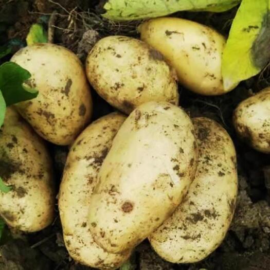荆门迷你土豆  恩施富硒新鲜现挖小土豆