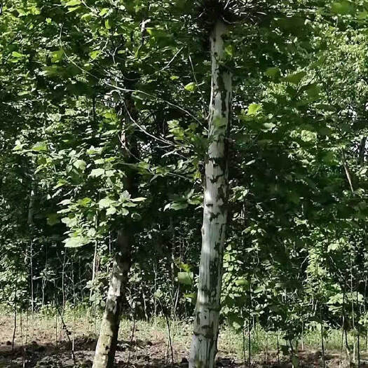 潢川县法国梧桐 法桐--潢川法桐基地处理