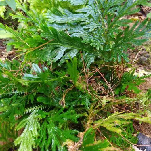 江城县卷柏 深绿卷柏 龙鳞草 石上柏