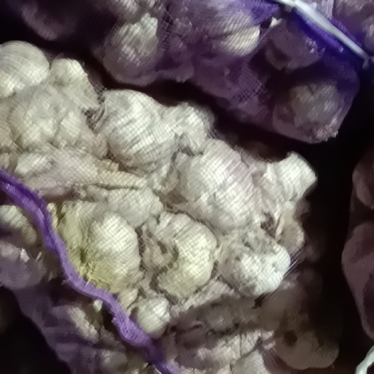 中牟县紫皮蒜 中牟库内紫皮大蒜