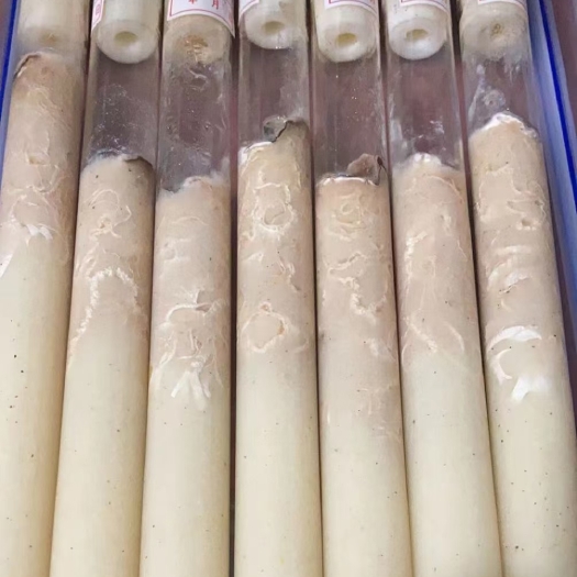 法库县平菇菌种 榛蘑母种试管提前预定