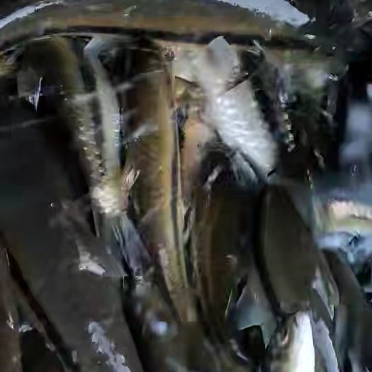 眉山光唇鱼（别名石斑鱼罗丝鱼鸭嘴鱼鲟鱼雅鱼金沙鲈鲤青龙棒）