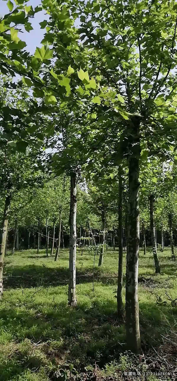 法国梧桐 法桐--潢川法桐基地处理