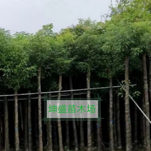 揭阳大花紫薇 大叶紫薇