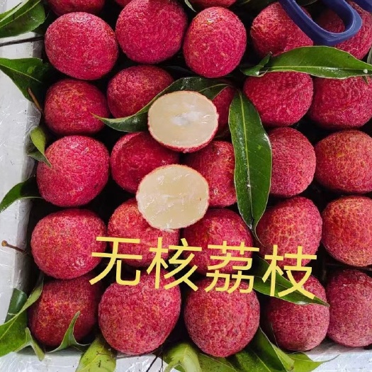 灵山县无核荔枝苗 嫁接苗 裸根苗