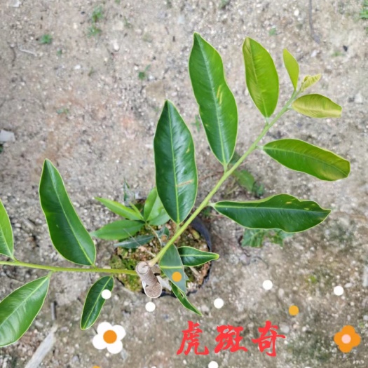 茂名虎斑棋小苗