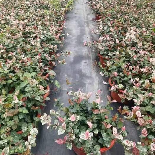 嘉善县花叶络石  花叶洛石200盆