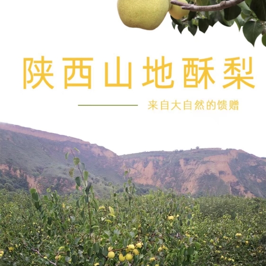 乾县 酥梨水分足，特别甜