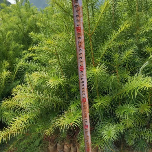 丘北县杉木树苗  优良品种一年半裸根苗，30公分/80公分出售