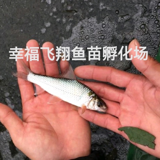出售麦鲮鱼苗，鲮鱼苗，饵料鱼