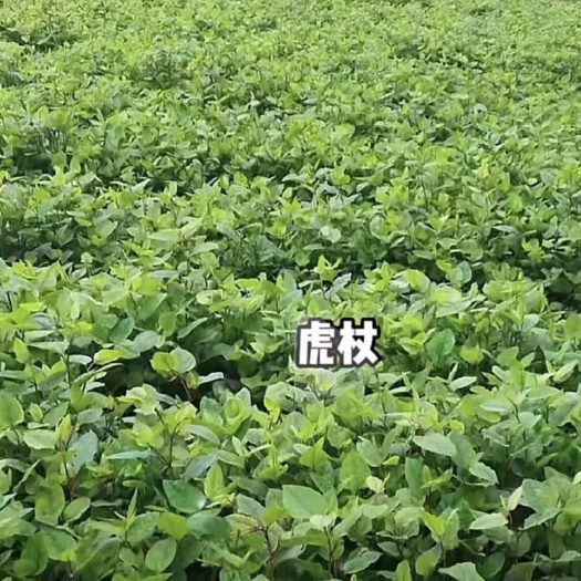 赣州虎杖苗 虎仗种苗基地，大量供应优质种苗，