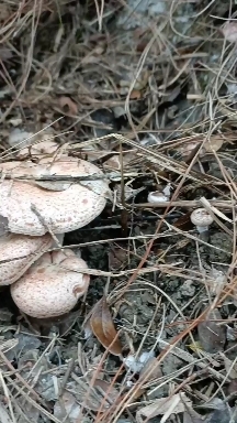 荔波县松树菌 新鲜松丛菌