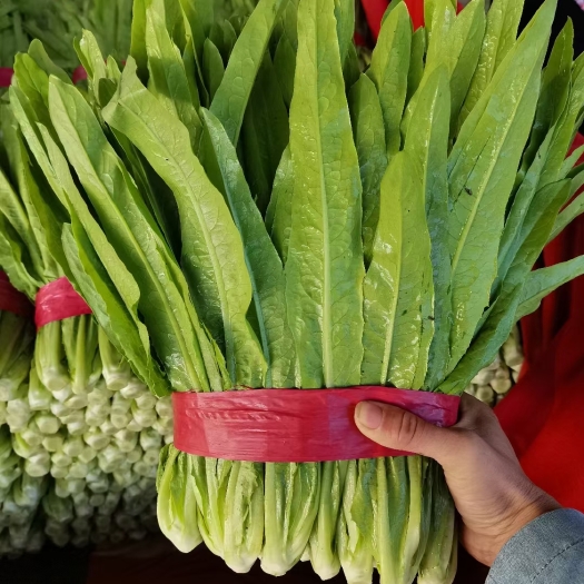 邯郸青油麦  河北省南部最大蔬菜水果批发市场