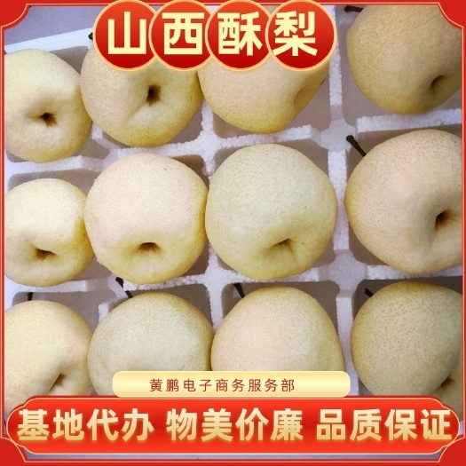 临猗县梨 酥梨 运城酥梨 鲜果大量上市