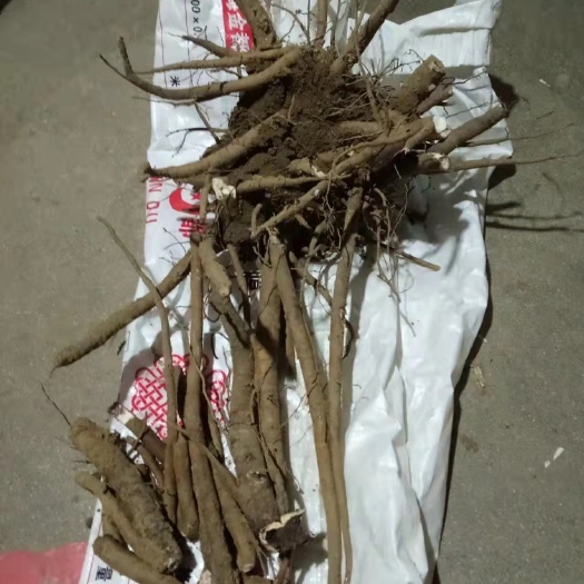 威海 5亩生长5年的白芍药