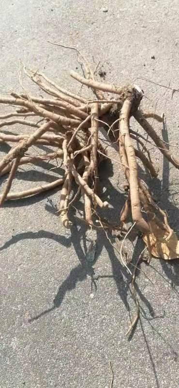 扶风县 牡丹根