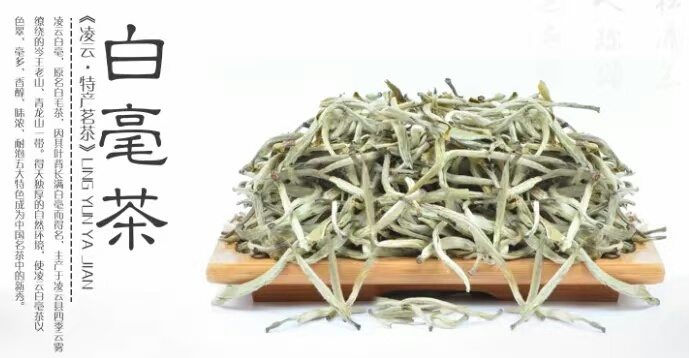 凌云县白毫银针 凌云白毫茶