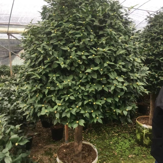 巴东县茶花树 140cm以上