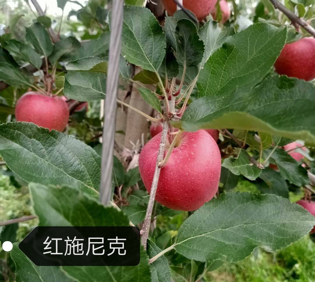 泰安红思尼克，早熟苹果，免套袋，新品种苹果苗