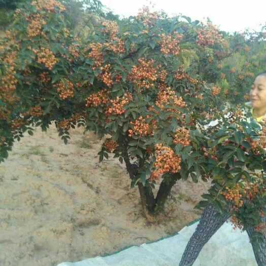 泰安大红袍花椒苗