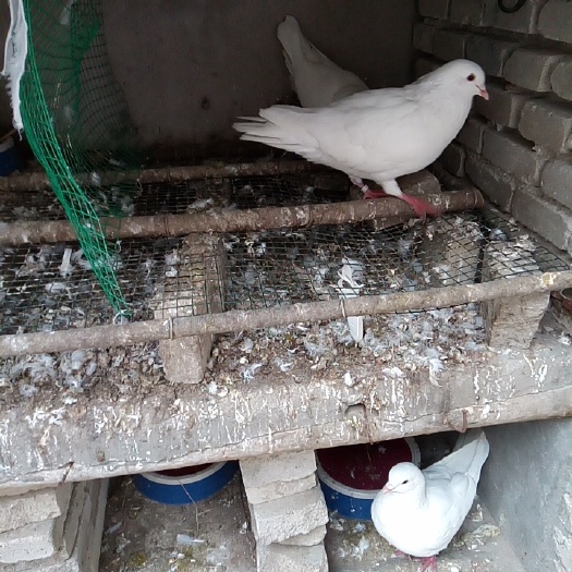 南阳肉鸽 白羽王鸽亲鸽自己喂养，非人工喂养