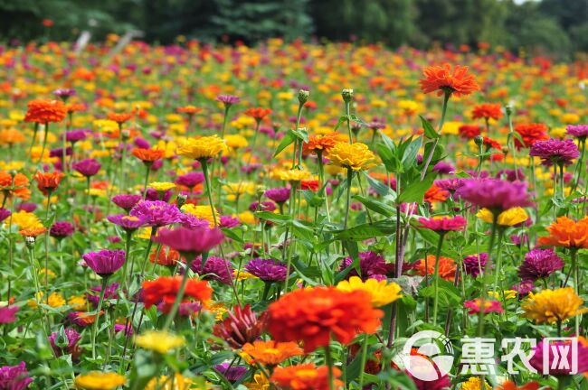 百日草种子 百日菊火球花四季易种庭院阳台种子景观花