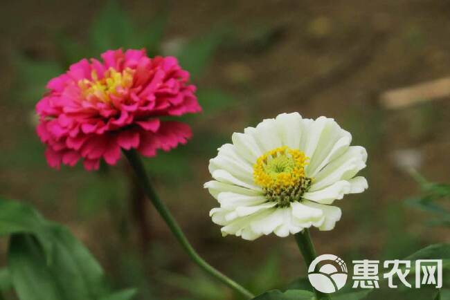 百日草种子 百日菊火球花四季易种庭院阳台种子景观花