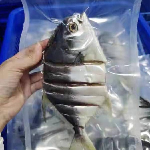 湛江正宗湛江特产金鲳鱼全国发货冷链车送货上门一般24小时到达