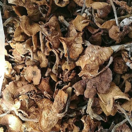 隆化县 榛蘑