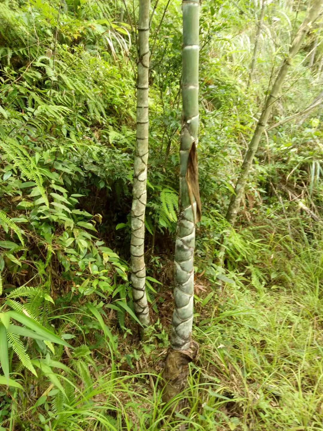 龟甲竹 龙鳞竹