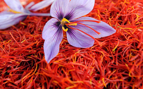 藏红花种球  番红花种球 藏红花西红花 多年生草本 耐寒花卉