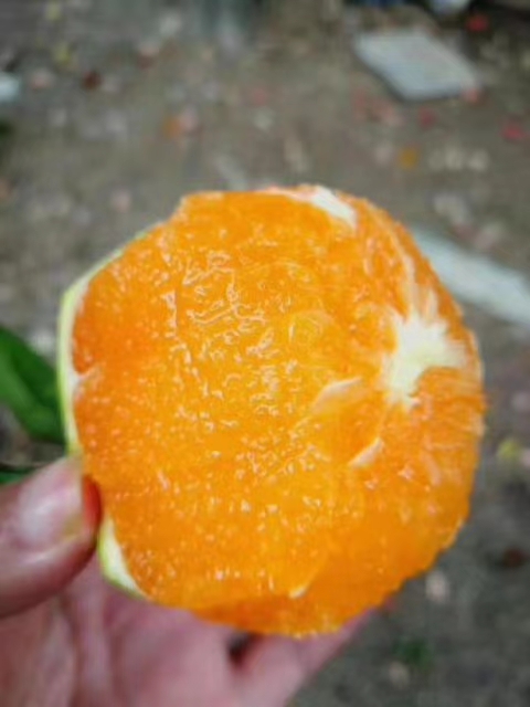 脐橙，产地直销，无中间商。