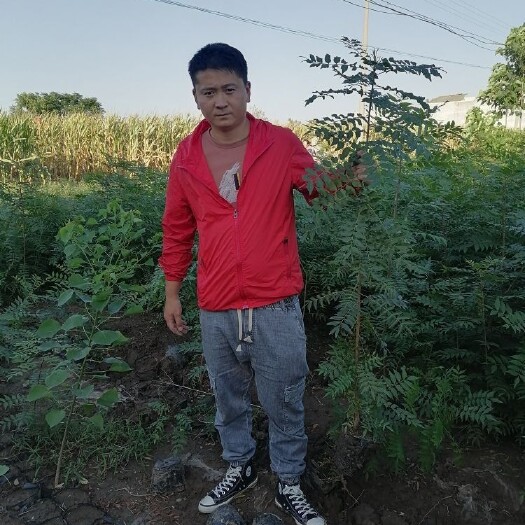 黄连木 黄连杯苗，地苗，50公分到一米五左右高度德苗子。