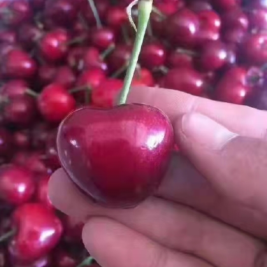 泰安樱桃苗，吉塞拉，美早等各品种