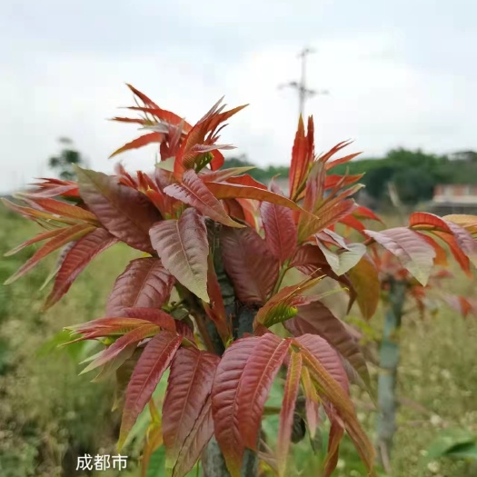 长沙 红油香椿