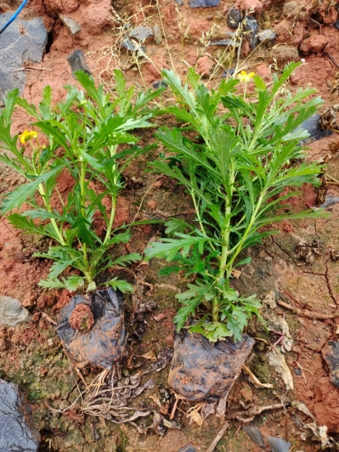 宜良县木春菊苗  木春菊