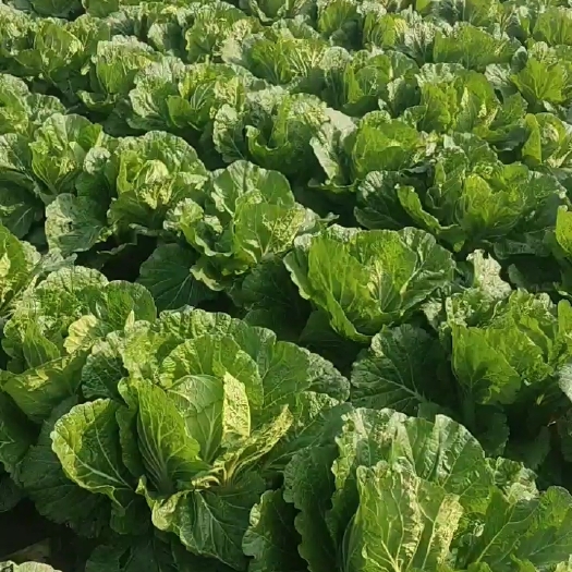 莱西市黄心大白菜 黄心白菜己陆续上市，需要的朋友请联系
