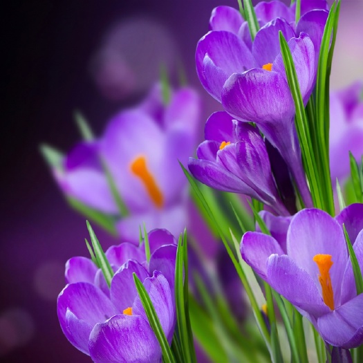 藏红花种球  番红花种球 藏红花西红花 多年生草本 耐寒花卉