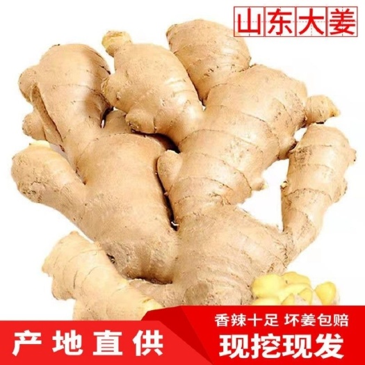 沂水县山东生姜。小黄姜。大黄姜。新姜。老姜。出口，商超，电商姜供应