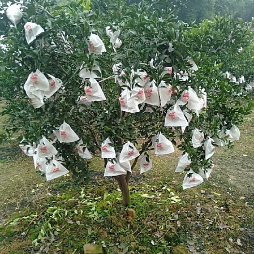 仁寿县纯甜化渣的耙耙柑，地处眉山仁寿视高临近彭山区黄丰镇。