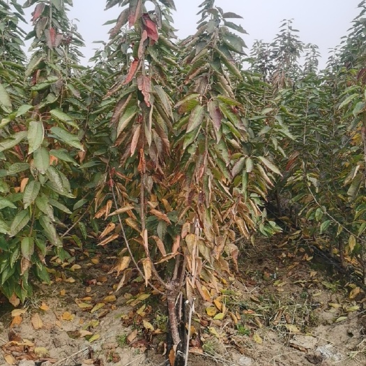 泰安沙王樱桃苗  基地直供2-5公分吉塞拉矮化樱桃树美早布鲁克斯拉宾斯樱桃树