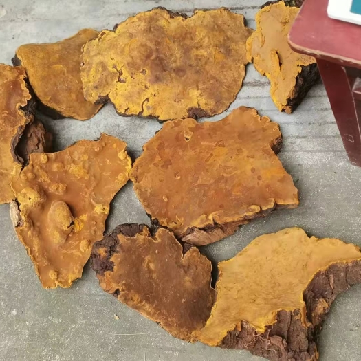 略阳县 秦岭桑黄