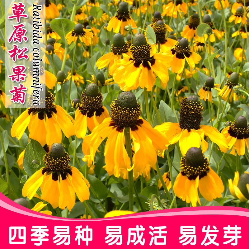 沭阳县草原松果菊种子四季易种开花不断室外庭院阳台易活景观花海花籽子