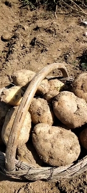  黄心土豆正在大量走货中。