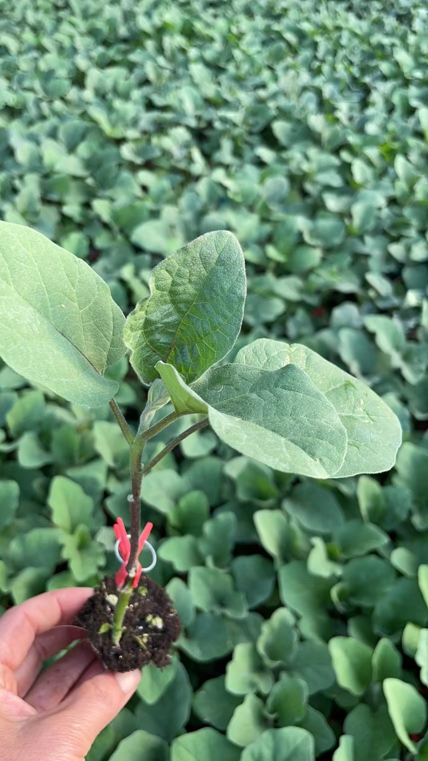 黑宝茄子苗 圆茄种苗 紫黑圆茄嫁接苗 自根圆茄苗