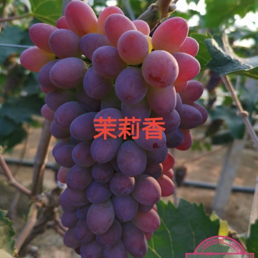 兴城市茉莉香葡萄苗  一年生 贝达枕木