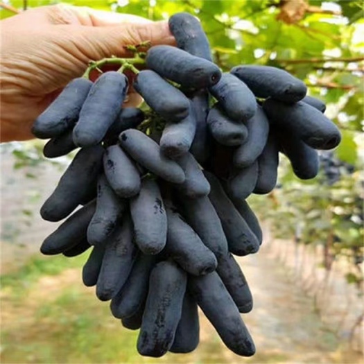 泰安 美人指葡萄苗育苗基地，阳光玫瑰葡萄苗批发，嫁接占地葡萄树苗