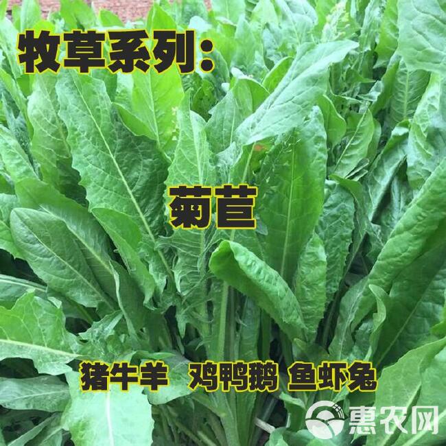 菊苣种子 牧草种子高蛋白高产牧草 猪兔鸡鸭鹅牛羊牧草量大优惠