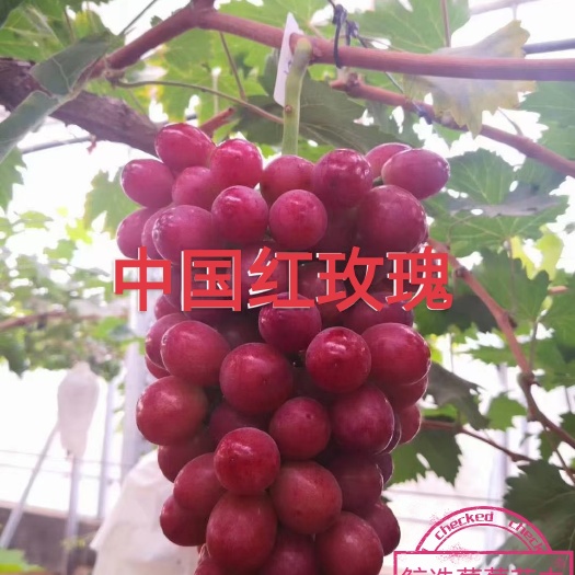 兴城市中国红玫瑰葡萄苗～  一年生贝达枕木